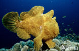 Giant Frogfish (Antennarius commersonii)