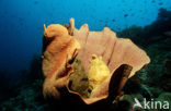 Giant Frogfish (Antennarius commersonii)