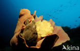 Giant Frogfish (Antennarius commersonii)