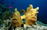 Giant Frogfish (Antennarius commersonii)