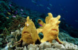 Giant Frogfish (Antennarius commersonii)