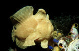 Giant Frogfish (Antennarius commersonii)