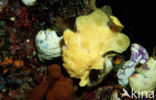 Giant Frogfish (Antennarius commersonii)