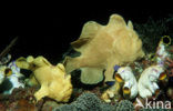 Giant Frogfish (Antennarius commersonii)