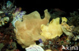 Giant Frogfish (Antennarius commersonii)