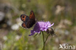 Oranje zandoogje (Pyronia tithonus)