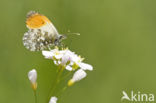 Orange-tip (Anthocharis cardamines)