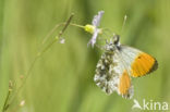 Oranjetipje (Anthocharis cardamines)