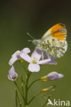 Oranjetipje (Anthocharis cardamines)