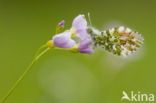 Orange-tip (Anthocharis cardamines)