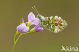 Oranjetipje (Anthocharis cardamines)