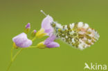 Oranjetipje (Anthocharis cardamines)