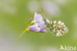 Oranjetipje (Anthocharis cardamines)