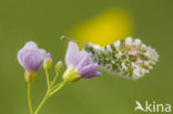 Oranjetipje (Anthocharis cardamines)