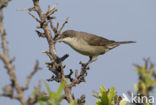 Orphean Warbler (Sylvia hortensis)