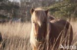 Paard (Equus spp)