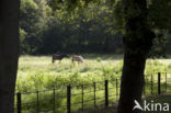 Horse (Equus spp)