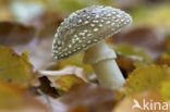 Panther mushroom (Amanita pantherina)
