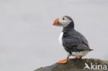 Atlantic Puffin (Fratercula arctica)