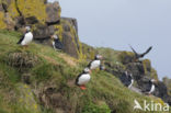 Atlantic Puffin (Fratercula arctica)