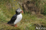 Atlantic Puffin (Fratercula arctica)