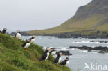 Atlantic Puffin (Fratercula arctica)