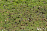 Atlantic Puffin (Fratercula arctica)