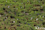 Atlantic Puffin (Fratercula arctica)