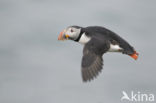 Atlantic Puffin (Fratercula arctica)