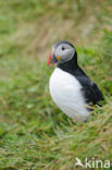 Atlantic Puffin (Fratercula arctica)