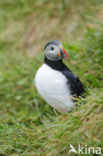 Atlantic Puffin (Fratercula arctica)