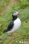 Atlantic Puffin (Fratercula arctica)