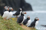 Atlantic Puffin (Fratercula arctica)