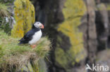 Atlantic Puffin (Fratercula arctica)