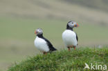 Atlantic Puffin (Fratercula arctica)
