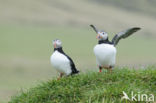 Atlantic Puffin (Fratercula arctica)