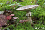 The Blusher (Amanita rubescens)