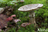 The Blusher (Amanita rubescens)