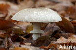 Parelhoenchampignon (Agaricus praeclaresquamosus)