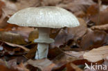 Parelhoenchampignon (Agaricus praeclaresquamosus)