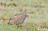 Grey Partridge (Perdix perdix)