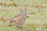 Grey Partridge (Perdix perdix)