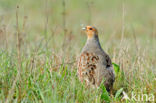 Grey Partridge (Perdix perdix)