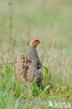 Grey Partridge (Perdix perdix)