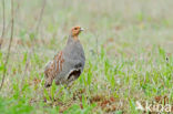 Grey Partridge (Perdix perdix)