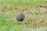 Grey Partridge (Perdix perdix)