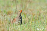 Grey Partridge (Perdix perdix)