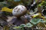 Peperbus (Myriostoma coliforme) 