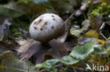 Peperbus (Myriostoma coliforme) 