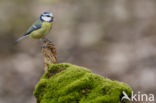 Pimpelmees (Parus caeruleus)